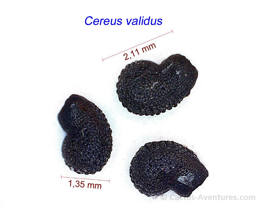 Cereus validus (forbesii PG)